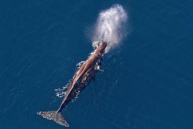 Kaikoura Helicopters Classic Whale Watch - Key Things to Know Before You Fly Over Kaikoura’s Whale Canyon