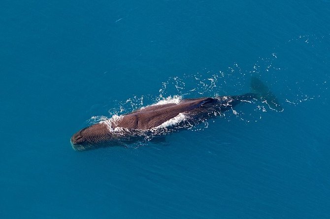 Kaikoura Helicopters Classic Whale Watch - Price and Value: Is $223.41 Worth a 30-Minute Flight?