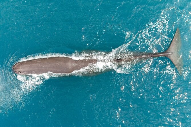 Kaikoura Helicopters Classic Whale Watch - FAQ