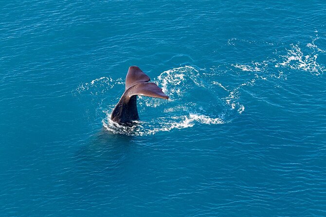 Kaikoura Helicopters Extended Whale Watch - Key points to know before you fly