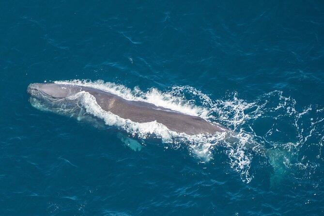 Kaikoura Helicopters Extended Whale Watch - A 40-minute flight changes how you spot whales in Kaikōura