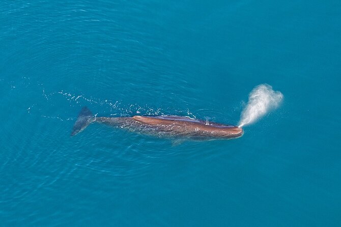 Kaikoura Helicopters Extended Whale Watch - The whale search: sperm whales, dolphins, and the baleen “wait and see” game
