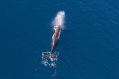 Kaikoura Helicopters Extended Whale Watch - Beachfront helipads and a quick orientation you can actually use