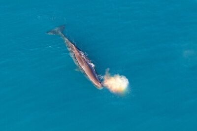 Kaikoura Helicopters Top n Tail Whale Watch flight - Returning via the Hapuku River: how the last segment stays interesting