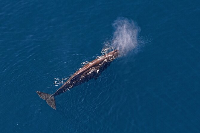 Kaikoura Helicopters Top n Tail Whale Watch flight - Price and value: does $415.78 make sense for Kaikōura?