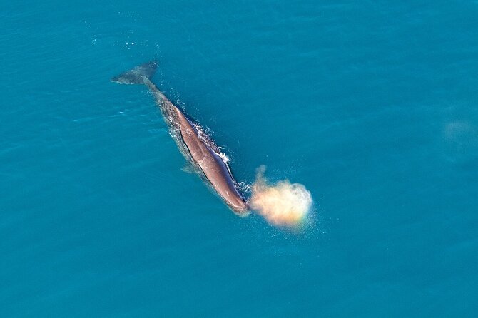 Kaikoura Helicopters Top n Tail Whale Watch flight - Returning via the Hapuku River: how the last segment stays interesting