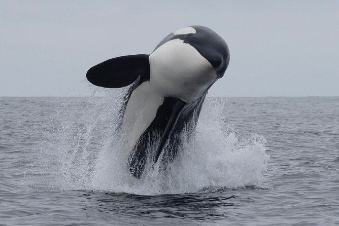 Kaikoura Private Whale Watching Day Trip from Christchurch - Key things I’d watch for on this Kaikoura private day trip