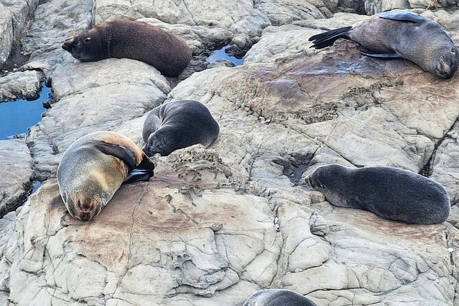 Kaikoura Private Whale Watching Day Trip from Christchurch - Seal basking time and what the coastal walk really gives you
