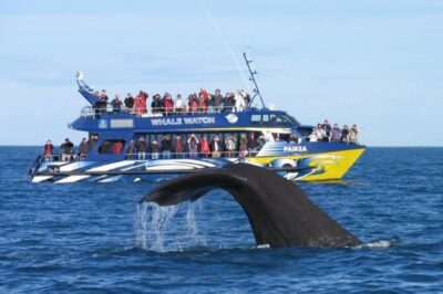 Kaikoura Private Whale Watching Day Trip from Christchurch - Kaikoura whale watching: sperm whales, dolphins, and a real wildlife plan