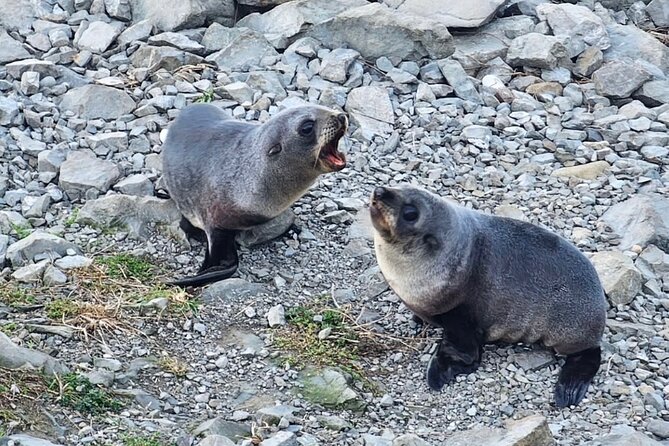 Kaikoura Private Whale Watching Day Trip from Christchurch - Price and logistics: what NZ$186.17 really buys you