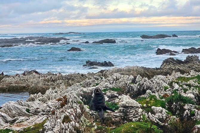 Kaikoura Private Whale Watching Day Trip from Christchurch - Who should book this Kaikoura private whale day trip