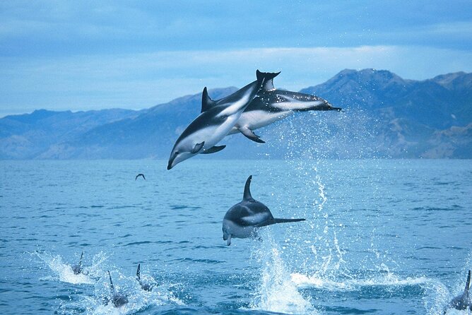 Kaikoura Whale and Dolphin Overnight Tour from Christchurch - Christchurch to Kaikōura: a 7:00 am start that pays off