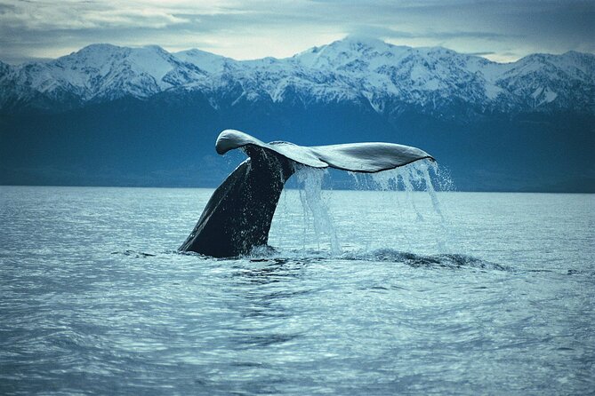Kaikoura Whale and Dolphin Overnight Tour from Christchurch - Dusky dolphin snorkeling: the best highlight, and the biggest consideration