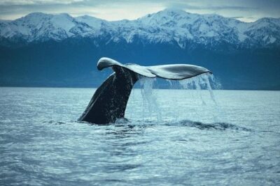 Kaikoura Whale Watch Day Tour from Christchurch - On the water: boat spotting, live guides, and how to handle sea motion