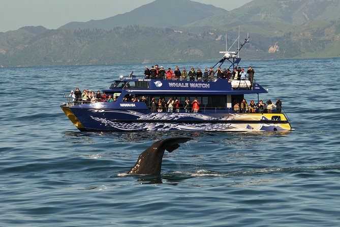 Kaikoura Whale Watch Day Tour from Christchurch - Wine tasting if time allows: a bonus, not a promise