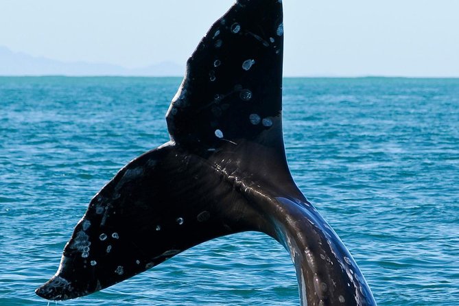 Kaikoura Whale Watch Day Tour from Christchurch - Price and value: is $229.61 per person a fair deal?