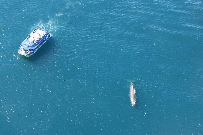 Kaikoura Whale Watch Day Tour from Christchurch - Who this tour suits best (and who should think twice)