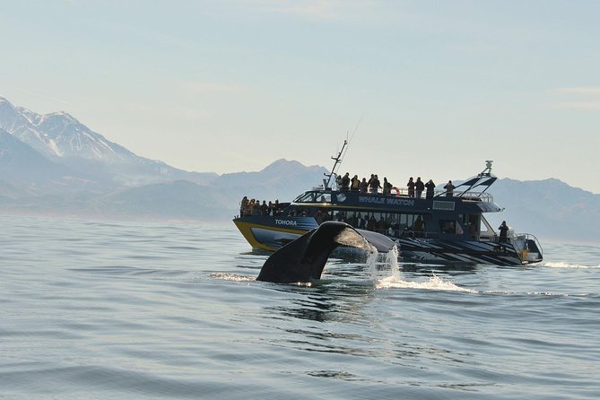 Kaikoura Whale Watch Day Tour from Christchurch including Coastal Pacific Train - Key points before you go