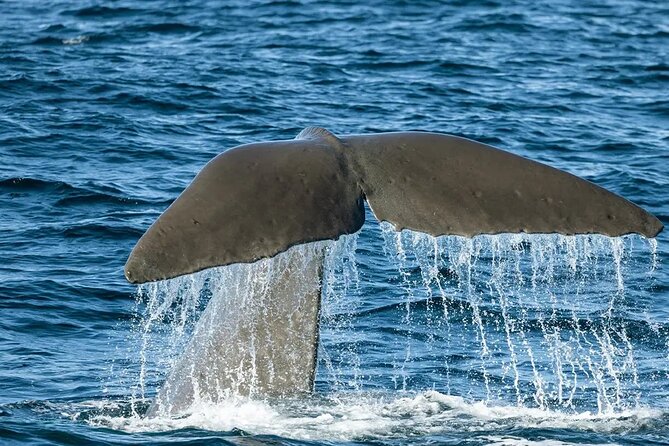 Kaikoura Whale Watch Day Tour from Christchurch including Coastal Pacific Train - Whale watching in Kaikoura: what you might see (and what the guide helps with)
