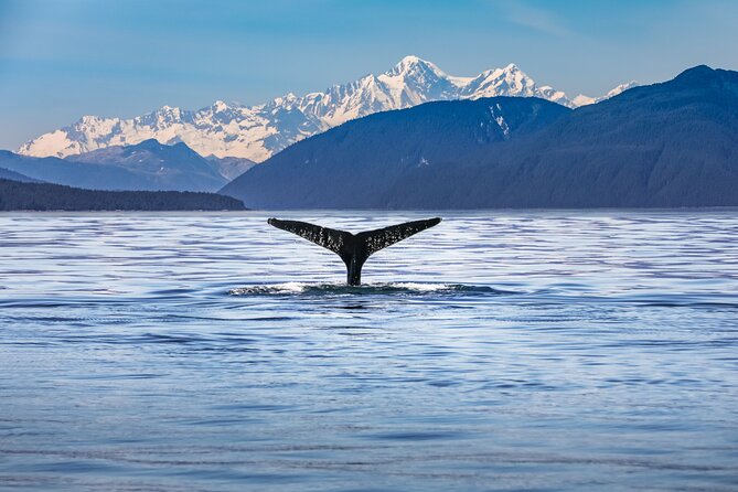 Kaikoura Whale Watch Tour from Christchurch - Small Group - Key things I’d plan around