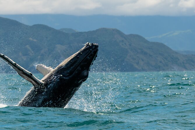 Kaikoura Whale Watch Tour from Christchurch - Small Group - Getting there in a small Mercedes Sprinter with WiFi