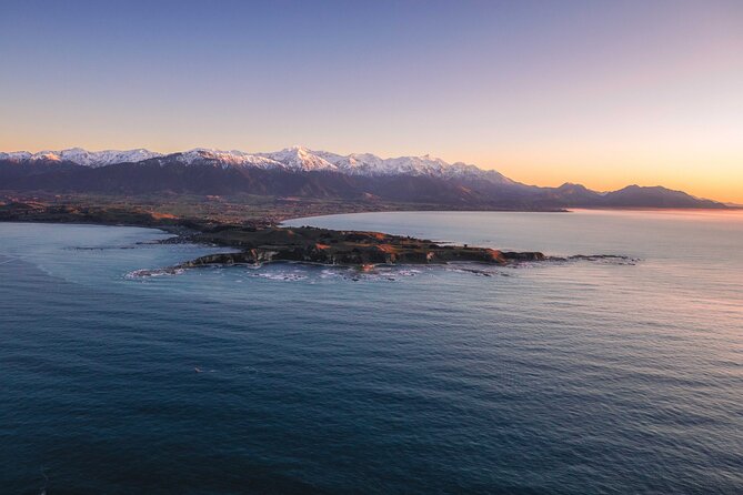 Kaikōura Whale Watching - 1hr 20min Ultimate Adventure - What you might spot: whales, dolphins, and fur seals