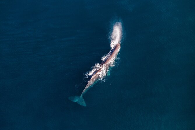 Kaikōura Whale Watching - 1hr 20min Ultimate Adventure - The Seaward Kaikōura Ranges landing: 360° views and a mountain break