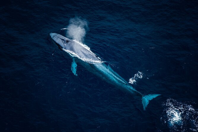 Kaikoura Whale Watching - 45 Minute Ocean Safari - Key points to know before you fly