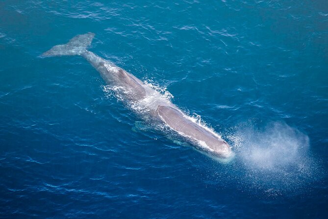 Kaikoura Whale Watching - 45 Minute Ocean Safari - Kaikōura Canyon from the air: what makes this helicopter safari special