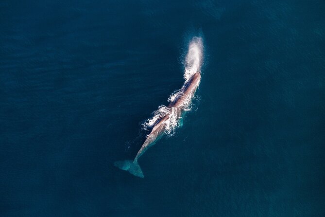Kaikoura Whale Watching - 45 Minute Ocean Safari - Safety, narration, and why the pilot matters more than you think