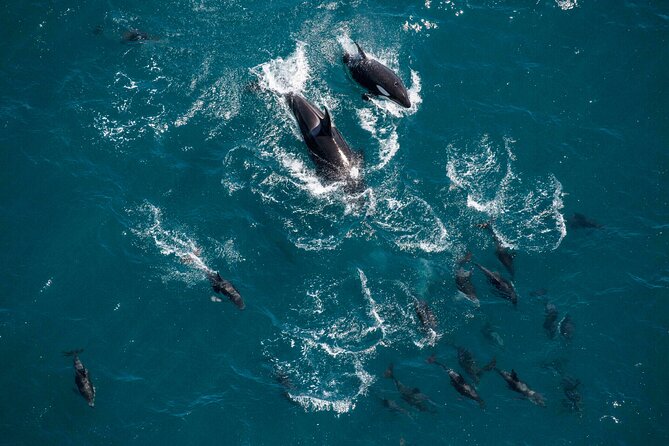 Kaikoura Whale Watching - 45 Minute Ocean Safari - Weather rules: the one reality check for helicopter whale watching