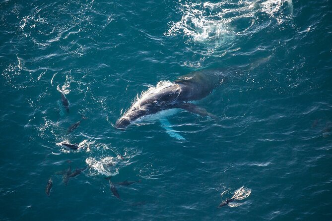 Kaikoura Whale Watching - 45 Minute Ocean Safari - What you might see: whales, dolphins, seals, and the real odds