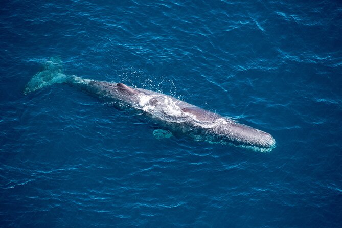 Kaikōura Whale Watching and Scenic Landing - 1hr Premier Tour - Key highlights worth your attention