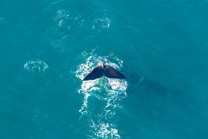 Kaikōura Whale Watching and Scenic Landing - 1hr Premier Tour - Practical tips before you go (so the day runs clean)