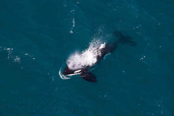 Kaikōura Whale Watching and Scenic Landing - 1hr Premier Tour - From shuttle to cockpit: how the 1-hour plan works