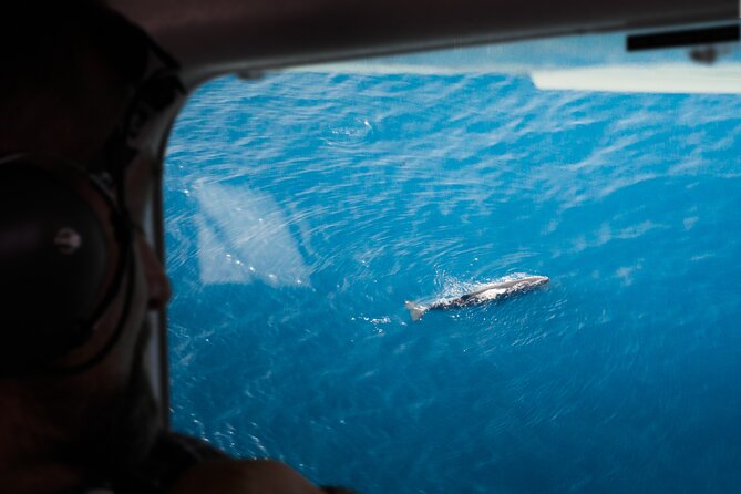 Kaikoura: Whale Watching Flight - Key points before you go