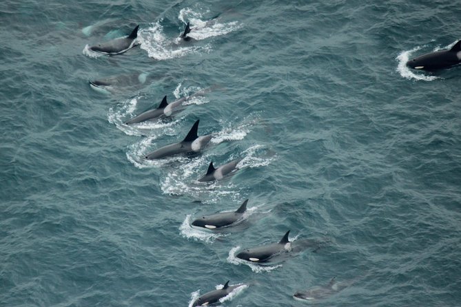 Kaikoura: Whale Watching Flight - Why Kaikoura from the air feels different than the shore