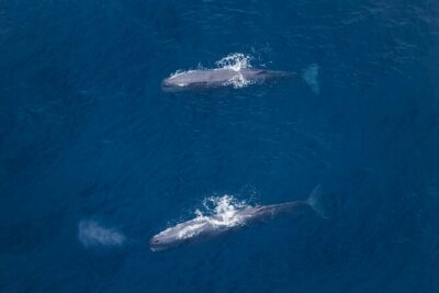 Kaikoura: Whale Watching Flight - The hour-before-takeoff routine at Air Kaikoura Aero Club