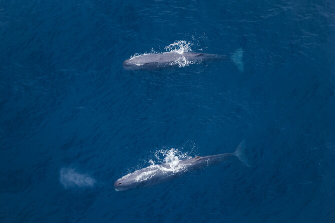 Kaikoura: Whale Watching Flight - The hour-before-takeoff routine at Air Kaikoura Aero Club