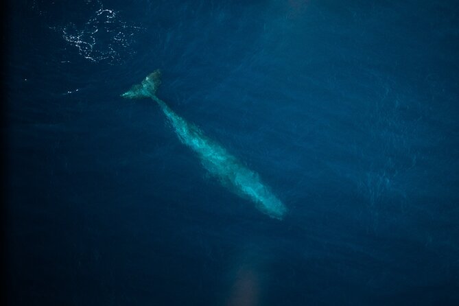 Kaikōura Whale Watching Scenic Flight (40 Minutes) - Timing quirks: weather delays, shortened flights, and the whale factor