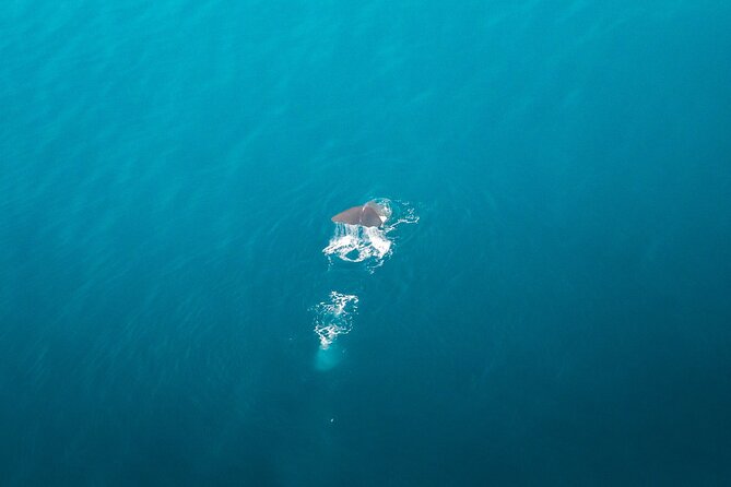 Kaikōura Whale Watching Scenic Flight (40 Minutes) - Price and value: is $170.66 worth it?