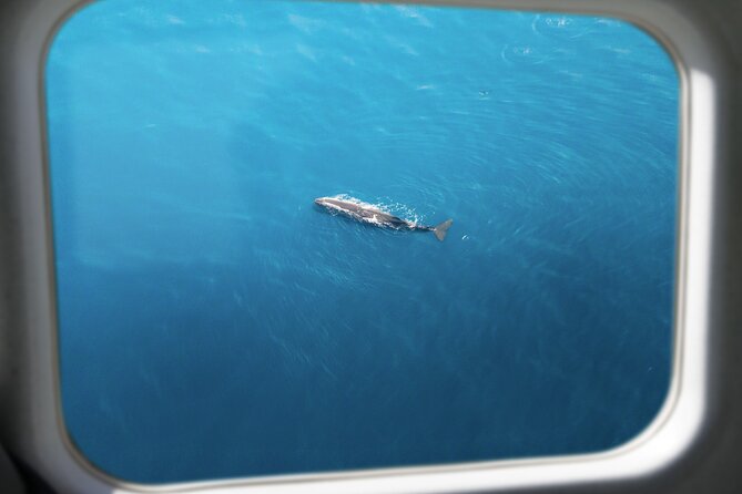 Kaikōura Whale Watching Scenic Flight (40 Minutes) - Who should book this flight, and who should pause