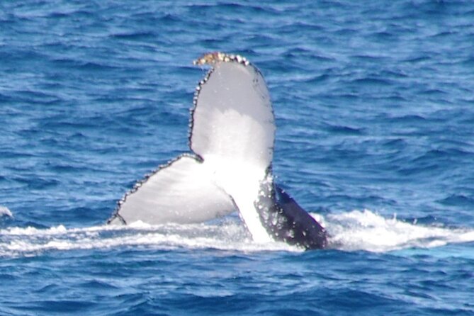Kalbarri Whale Watching Tour - Key takeaways