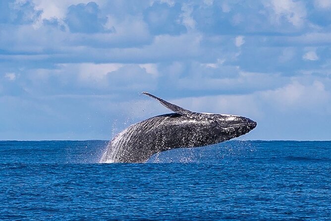 Kalbarri Whale Watching Tour - Whale season timing: June breeding, August–September returns