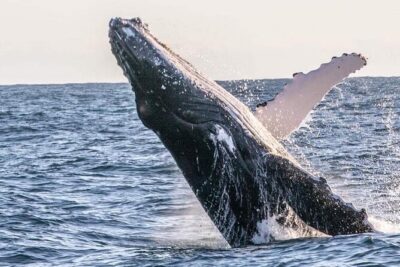 Kalbarri Whale Watching Tour - Cruising past the local surf spot (and how BYO time works)