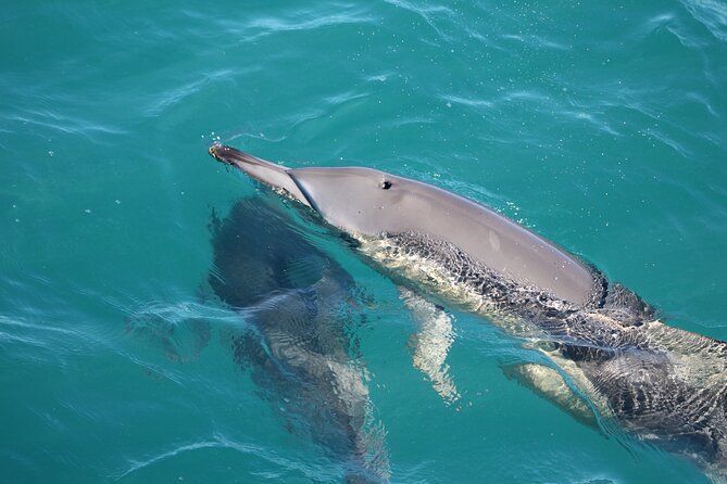 Kalbarri Whale Watching Tour - Price and value: what $57.38 gets you (and what it doesn’t)