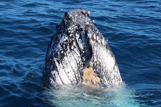 Kalbarri Whale Watching Tour - Crew style and safety: following whales without chaos
