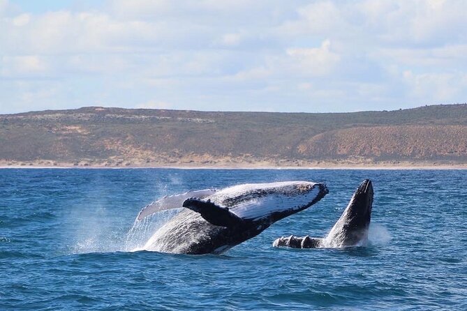 Kalbarri Whale Watching Tour - What to pack for a smoother whale-watching morning