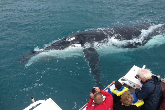 Kalbarri Whale Watching Tour Guided - Key things to know before you go