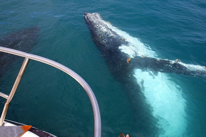 Kalbarri Whale Watching Tour Guided - The 2.5-hour game plan on the water